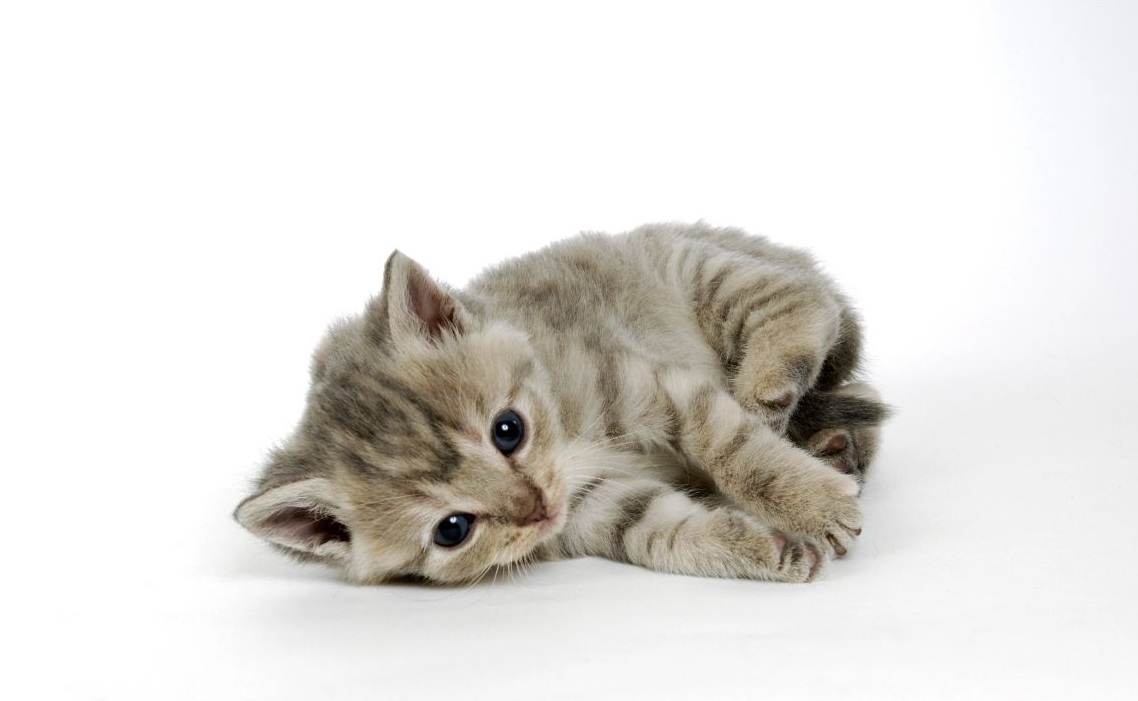 横になってこちらを見つめる子猫