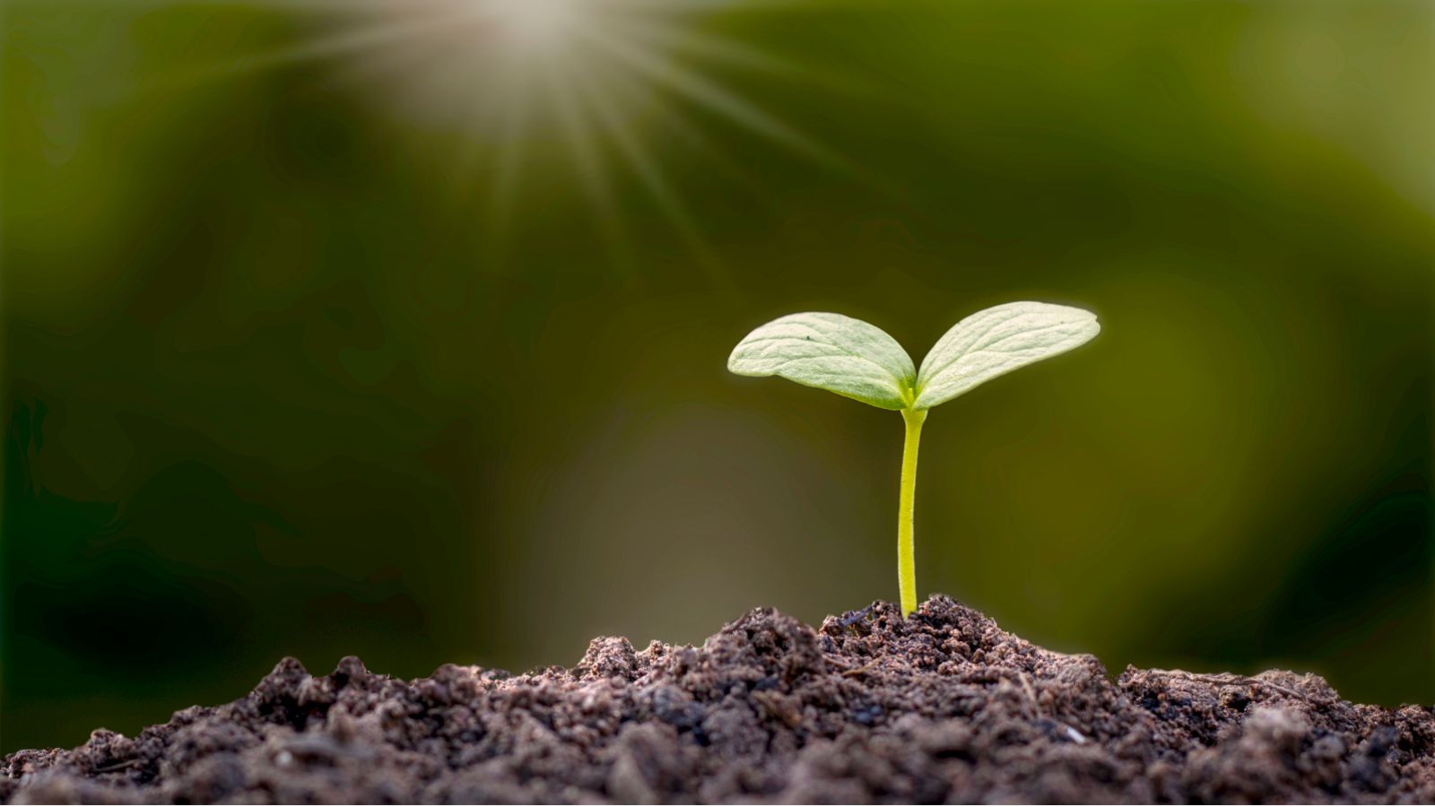 土から芽を出し、二枚の葉を広げた小さな植物