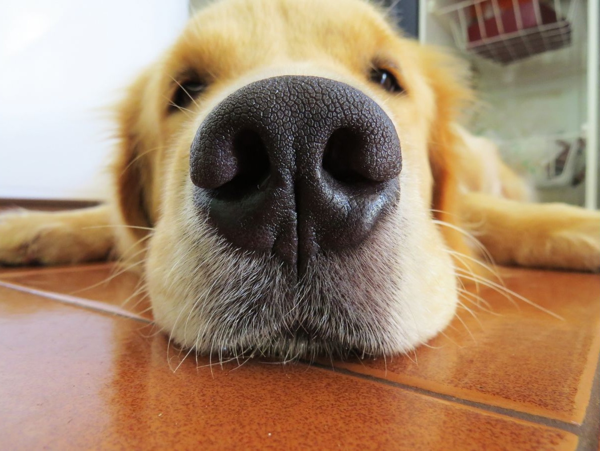 鼻を近づけてこちらを見つめる犬