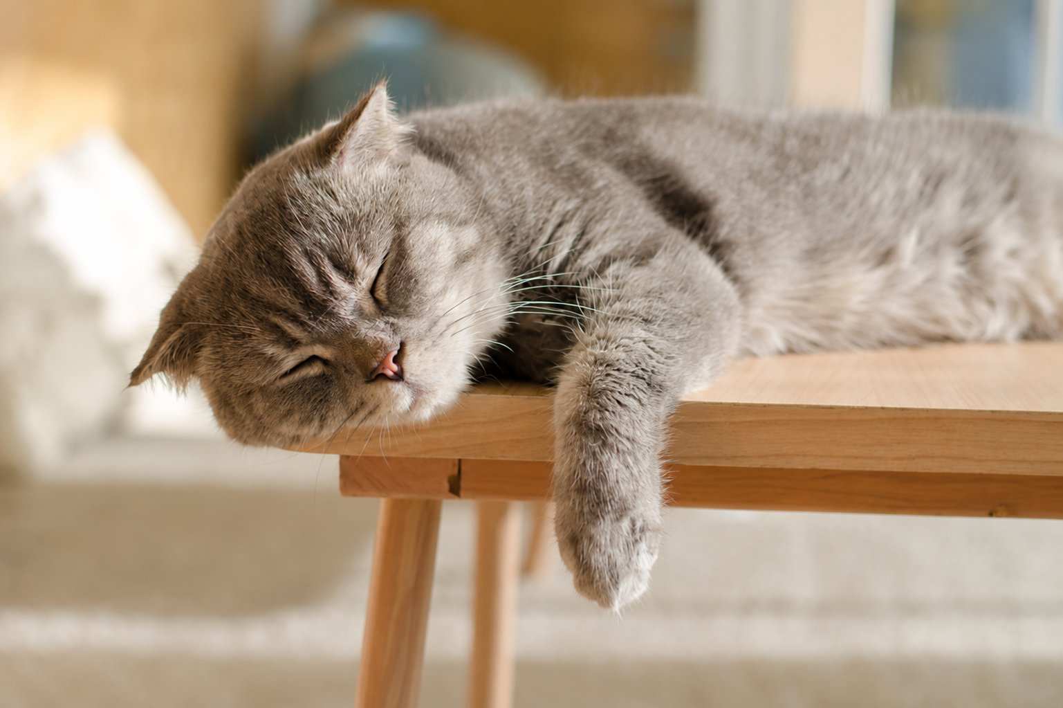 安心した様子で眠っている猫